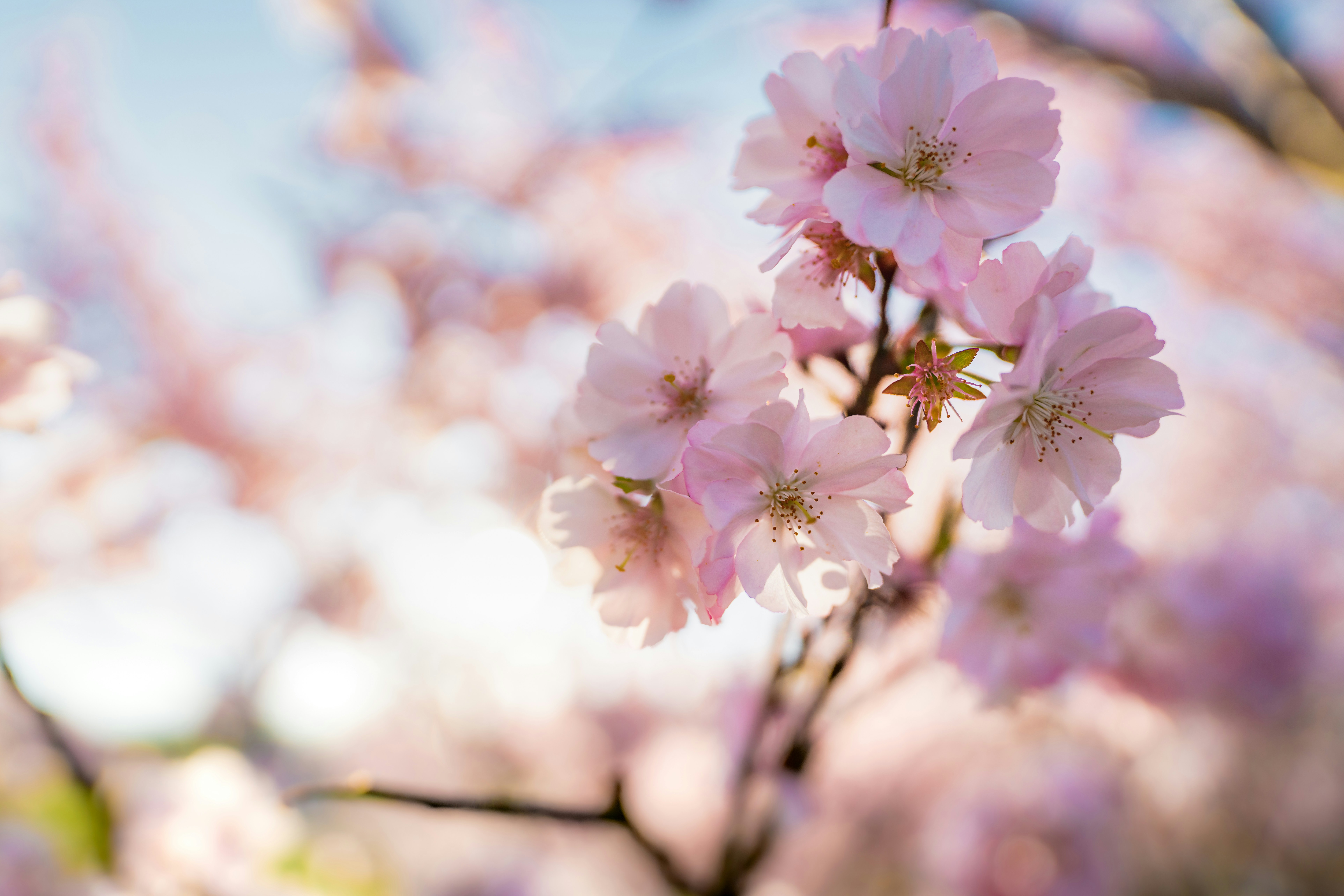 Spring Cherry Blossom March Stock Market Update